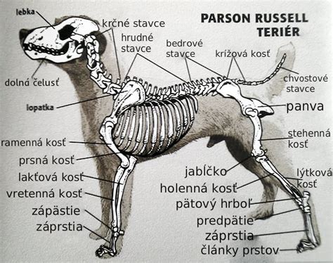 Ilustrácia: Vplyv zubného kameňa na orgány psa