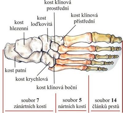 Anatómia chodidla a klenby nohy