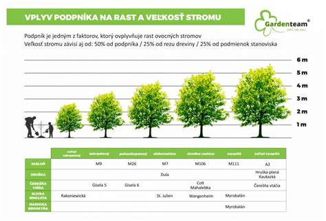 Tabuľka odolnosti ovocných stromov voči mrazu
