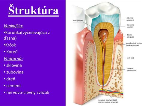 Štruktúra konských zubov