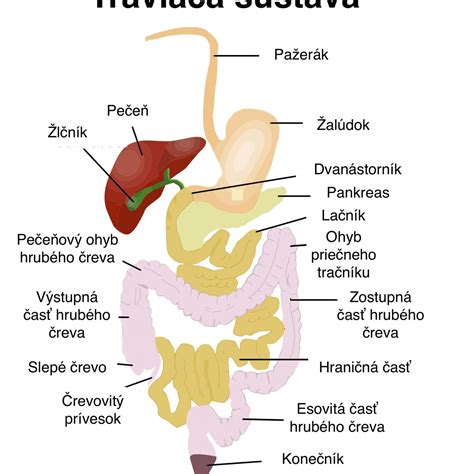 Anatómia slepého čreva a okolité orgány