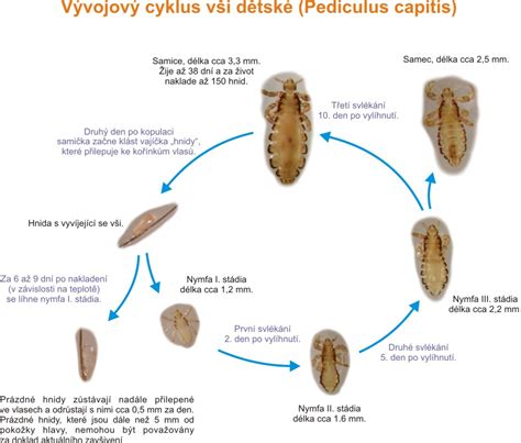 Životný cyklus vši a hnidy