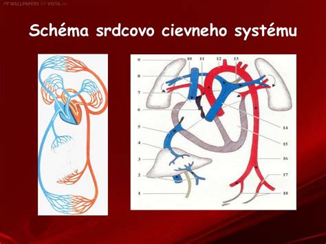 Schéma srdcovo-cievneho systému