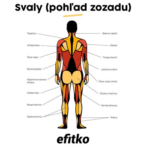 Svaly v oblasti lopatiek a chrbta