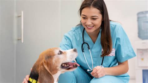 Pes a veterinár - ilustrácia dôvery