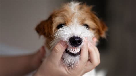 Pes si čistí zuby s dentálnou kefkou
