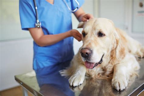Upokojujúci dotyk majiteľa pre psa u veterinára