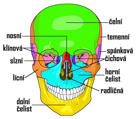 Detail ľudskej lebky na modeli kostry