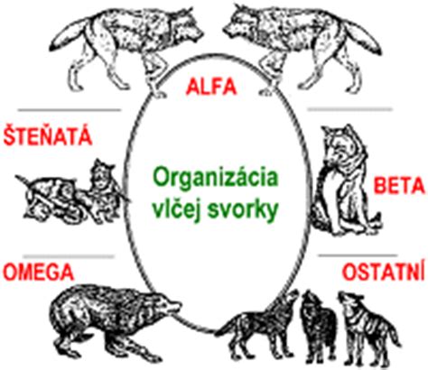 Hierarchia vlčej svorky