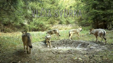 Vlčia svorka pri love