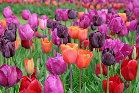 Záhon plný farebných tulipánov