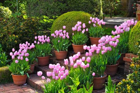 Uskladnenie tulipánových cibuliek