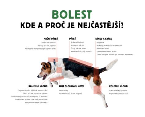 Pohybový aparát psa