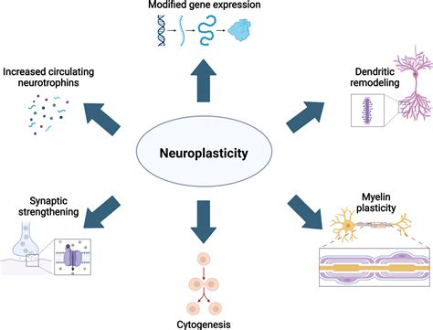 Mechanizmy neuroplasticity