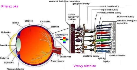 Ilustrácia ľudského oka s detailom sietnice a makuly