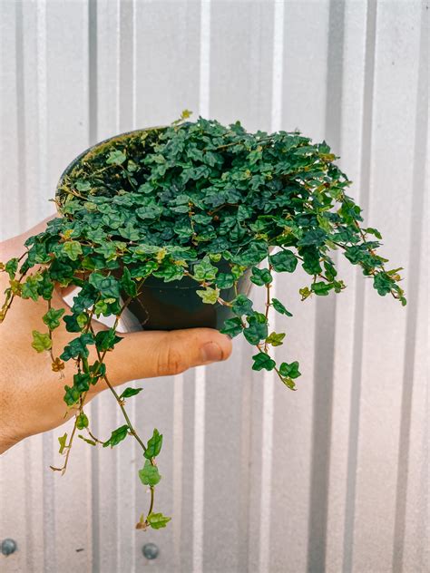 Ficus pumila 'Quercifolia' v závesnom kvetináči