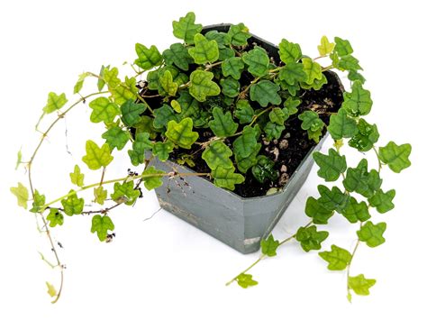 Skladba substrátu pre Ficus pumila 'Quercifolia'