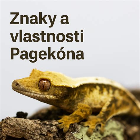 Schéma kŕmenia pagekona riasnatého v teráriu