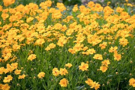 Coreopsis grandiflora kvety a listy