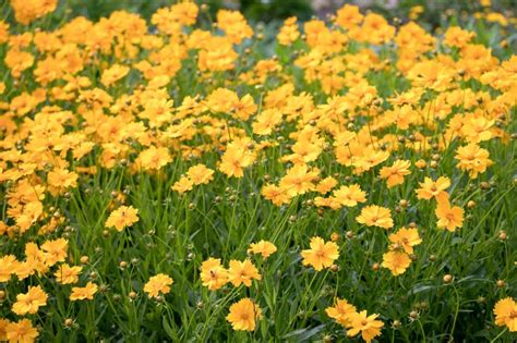 Rôzne odrody Coreopsis grandiflora