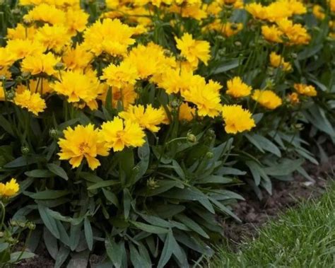 Odstraňovanie odkvitnutých kvetov Coreopsis