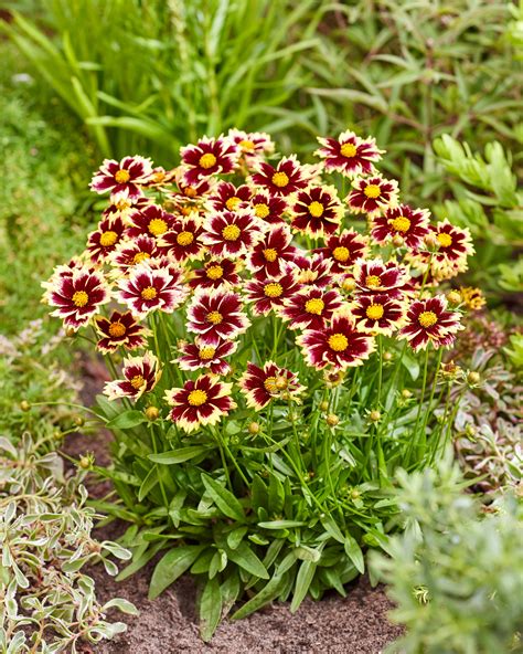 Coreopsis grandiflora v kombinácii s levanduľou