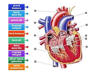 Schema srdca a jeho hlavné časti