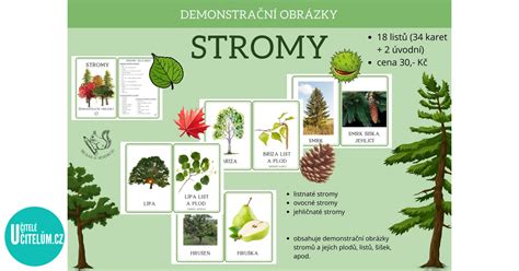 Strom s etymologickými koreňmi slova sociálny