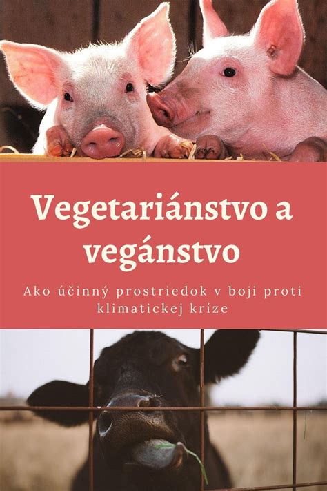 Päť dôvodov prechodu na vegetariánstvo
