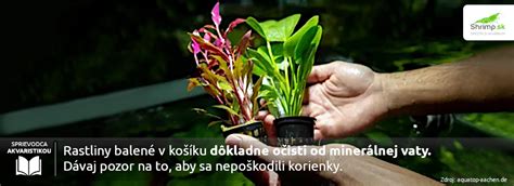 Sadenie akváriových rastlín