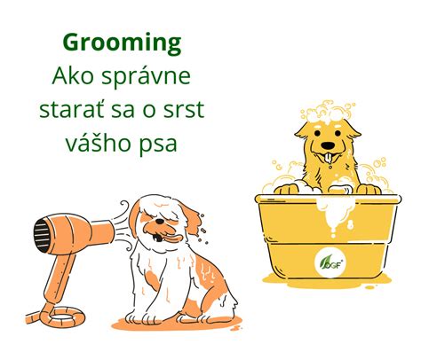 Rôzne typy služieb pre starostlivosť o psov