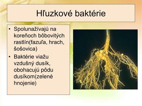 Symbiotické baktérie na koreňoch agáta