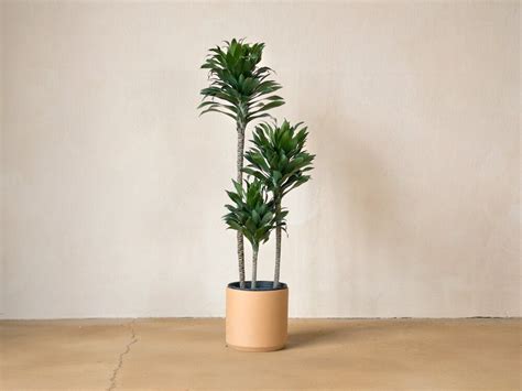 Dracaena Compacta v modernom interiéri
