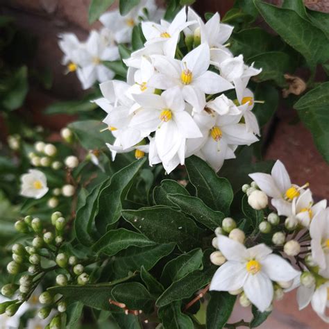 Solanum jasminoides na balkóne