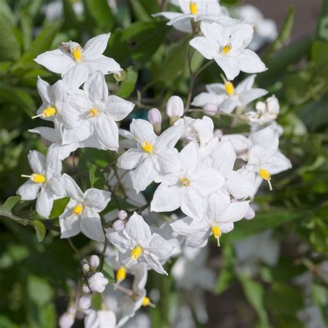 Množenie Solanum jasminoides odrezkami
