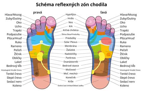 Schéma štruktúry chodidla s označením päty a jej dôležitosti