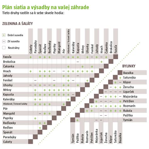 Proces sadenia brečtanu