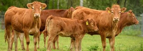 Hovädzí dobytok plemena Aberdeen Angus