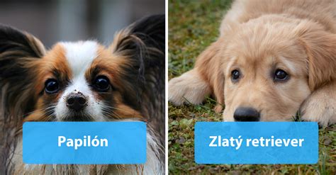 Koláž vhodných plemien psov pre seniorov
