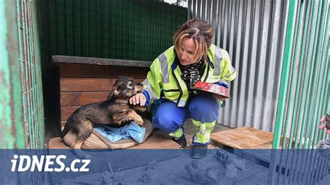 Senior hladí psa z útulku
