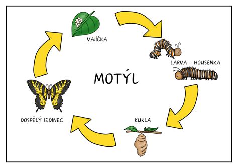 Zálievka a oddychový cyklus izbovej kaly