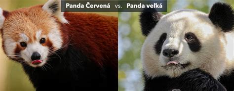 Mapa rozšírenia pandy veľkej v Číne