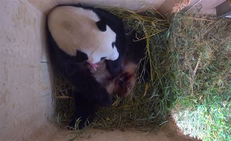 Mláďa pandy veľkej po narodení a v ranom veku