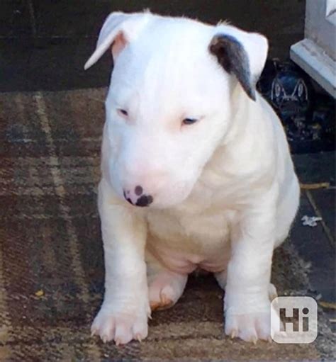 Ilustrácia hlavy miniatúrneho bulteriéra