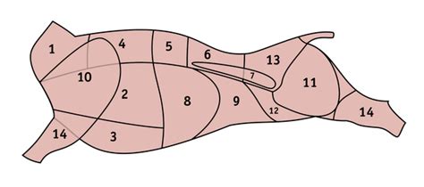 Schematické znázornenie hlavy miniatúrneho bulteriéra s popisom typických znakov