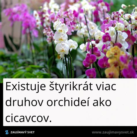 ilustrácia rôznych druhov orchideí