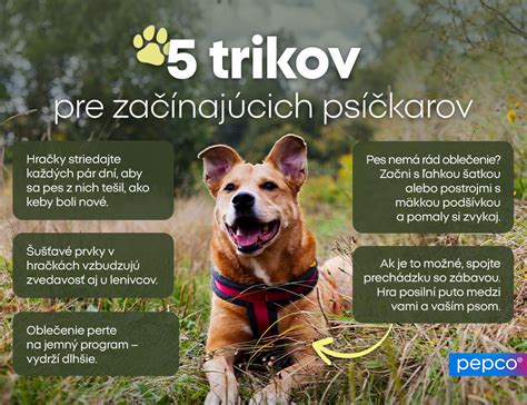 Infografika: Benefity programov pre väzňov, psov a spoločnosť