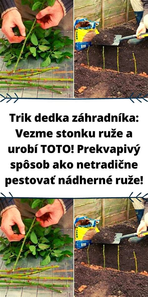 Muž zrezáva stonku ruže ostrým nožom