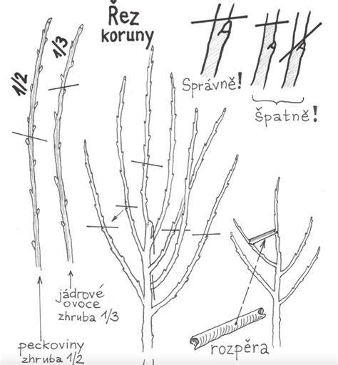 schéma tvarovania koruny ovocného stromu
