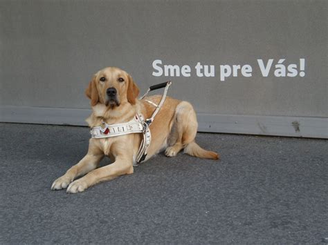 Obrázok: Pes so špeciálnym výcvikom sprevádza osobu s ŤZP
